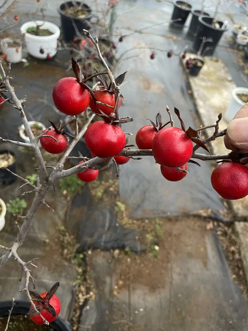 老鸦柿精品苗100-1000链接