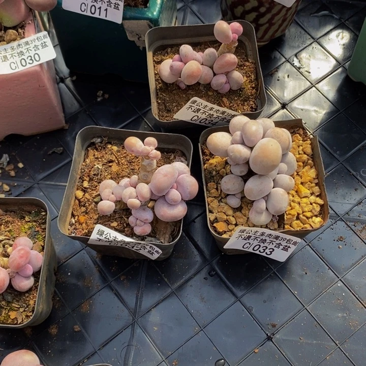 情*請奶酪3棵32，33，34多肉植物