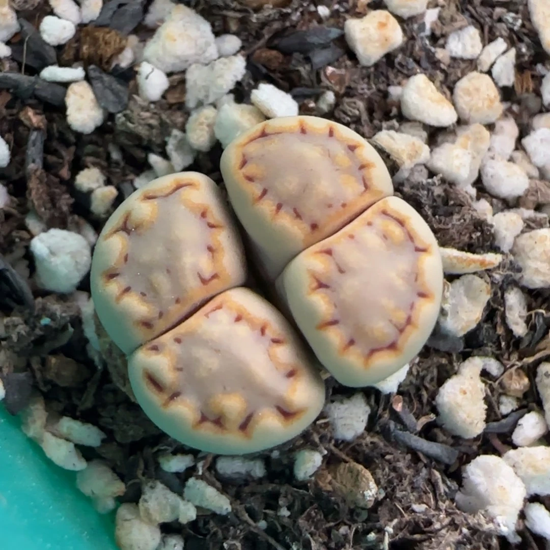 6.1。215饼干。9167