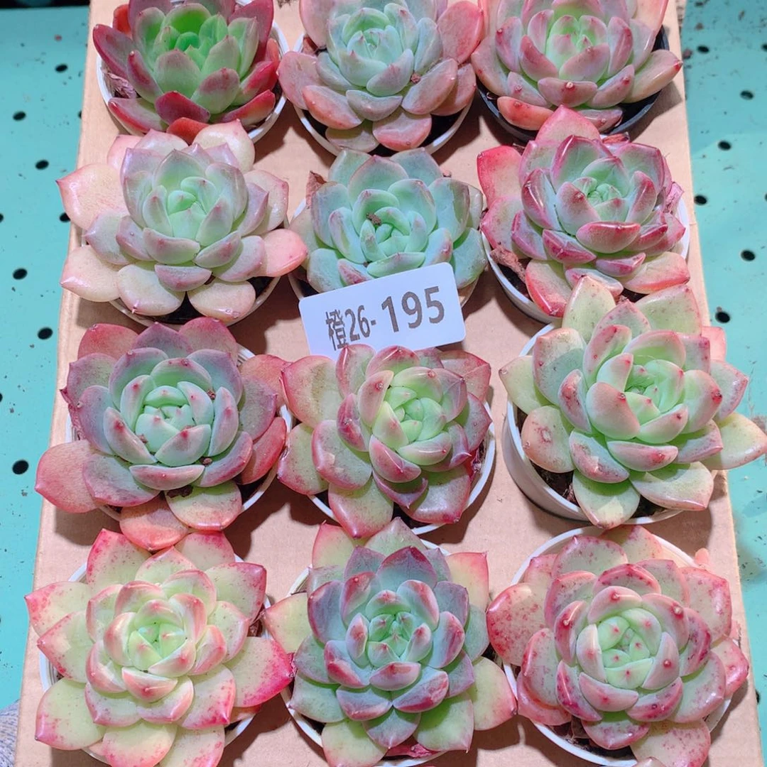 26-195一物一拍多肉带盆18颗