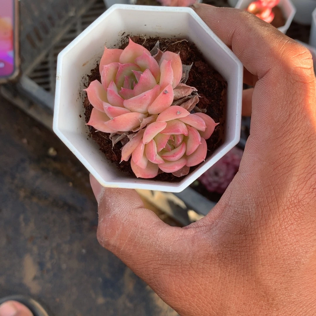 我们的产品也越来越难做到不