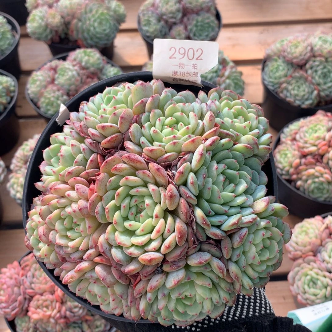 16厘米10头有砍白胖子2902