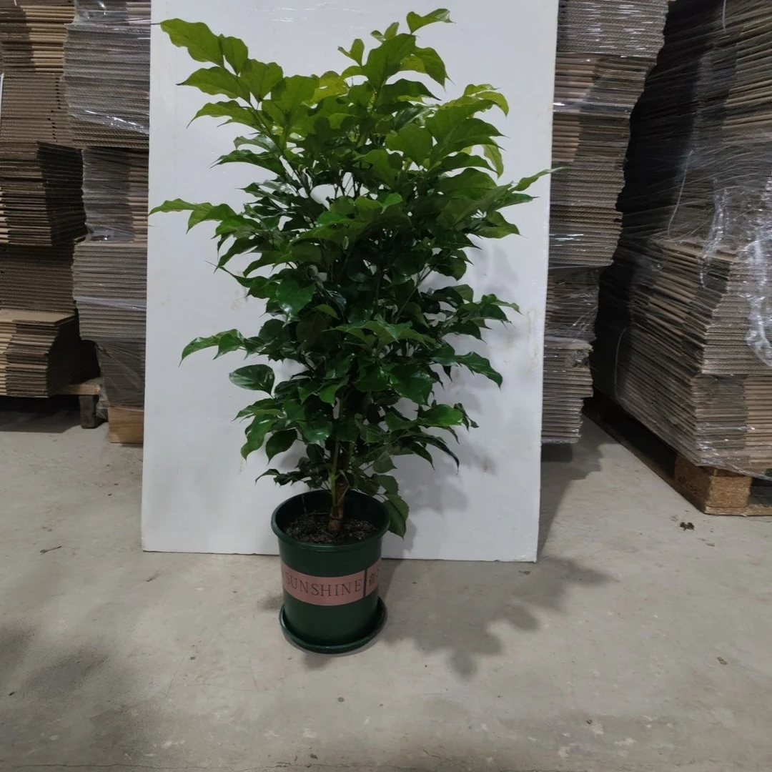 幸福树盆栽  新疆包邮