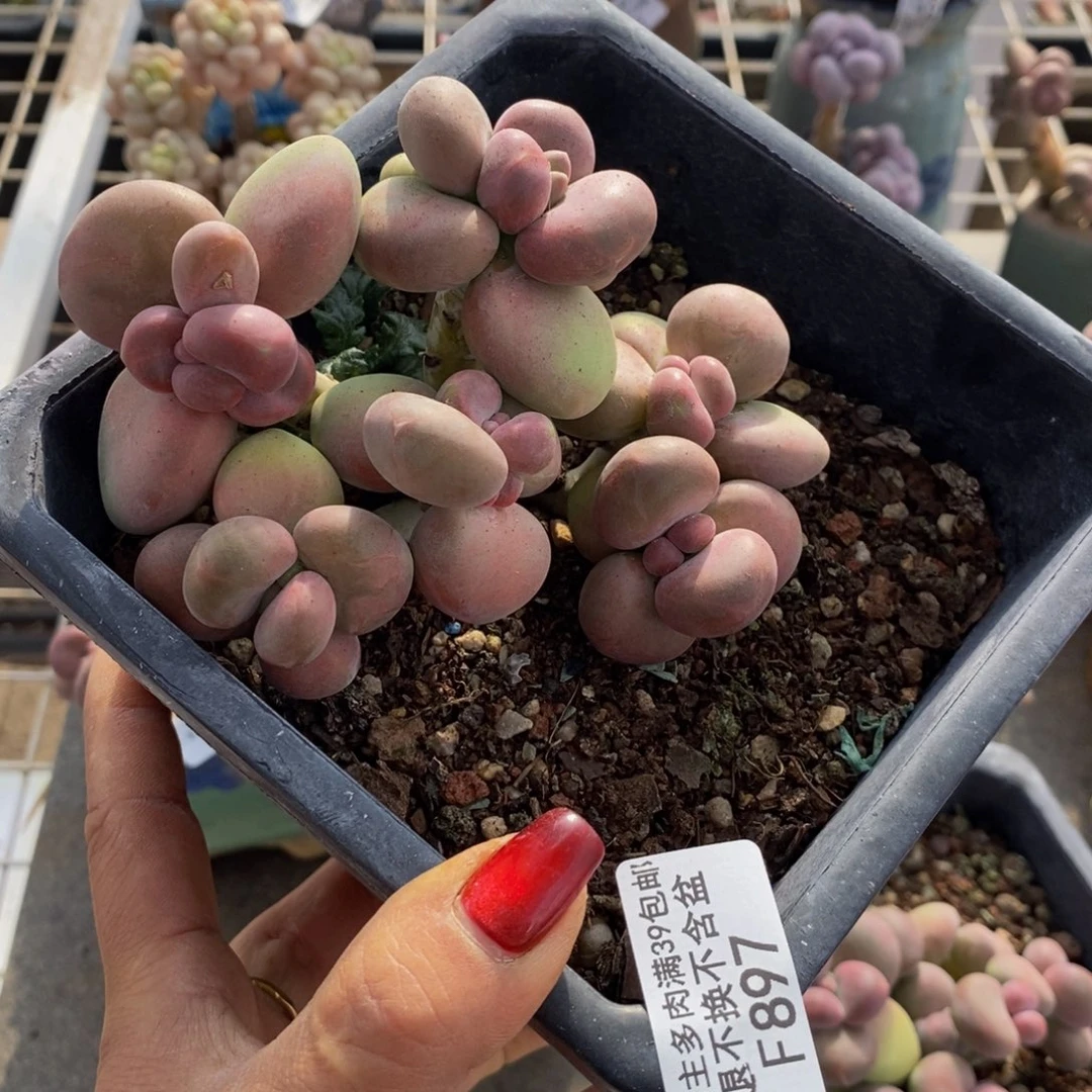 芒果奶酪897/10c m