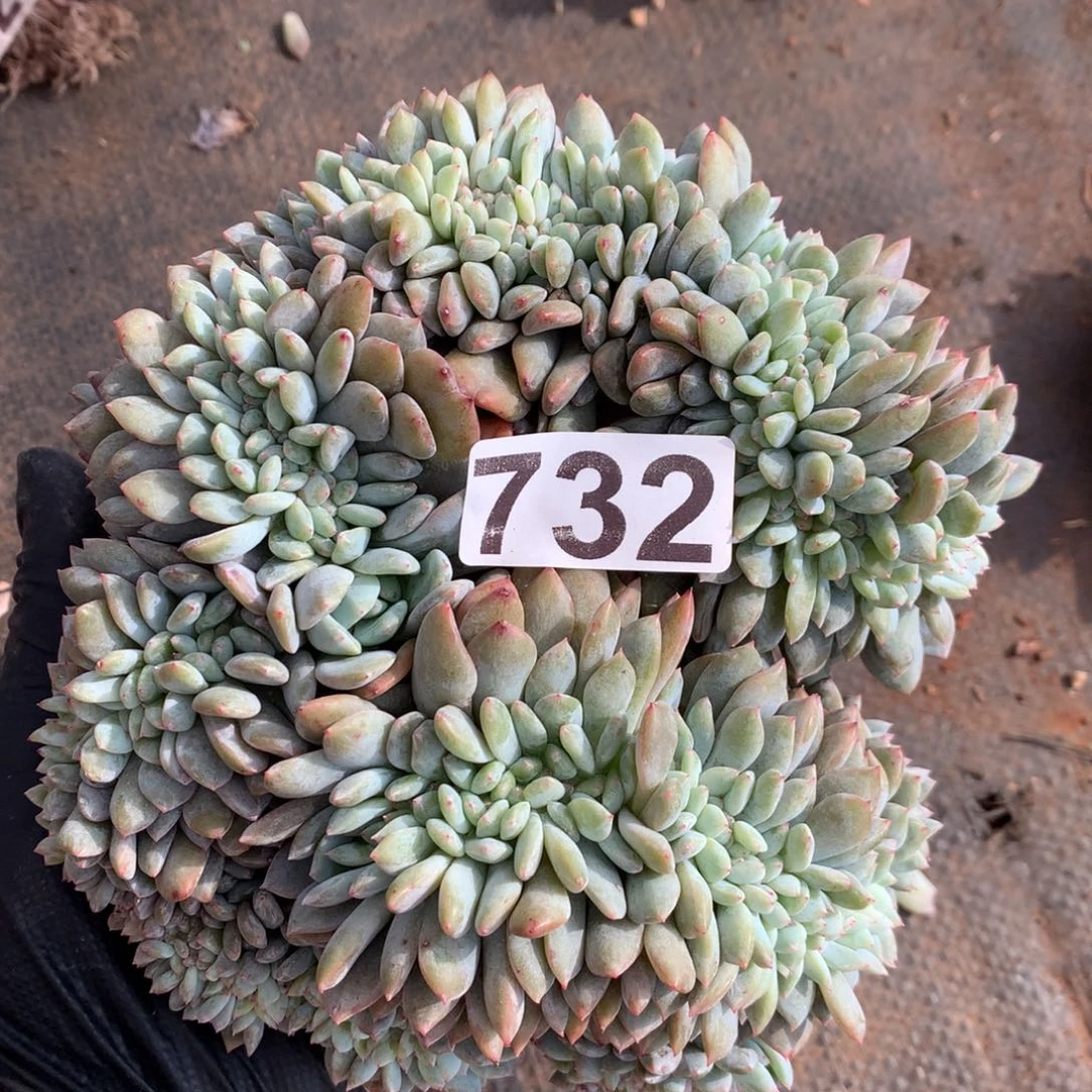 732号新疆西藏内蒙古不包邮