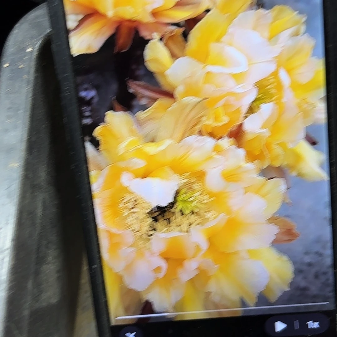 依然彩侧牙20包邮仙人球44