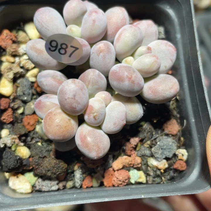 仙子奶酪多肉植物