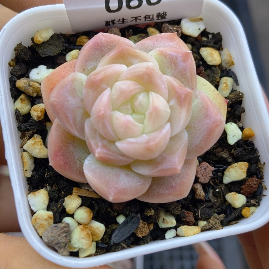 一物一拍9.9包邮060