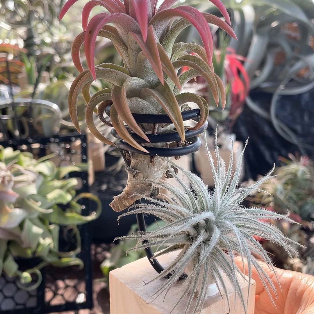 橙万汉加鸡毛都带侧芽