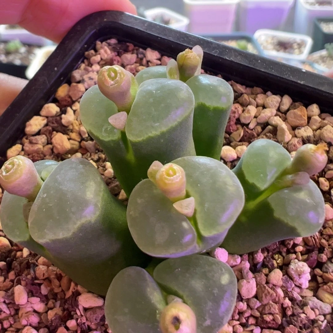 超美极窗2151 风铃 肉锥植物