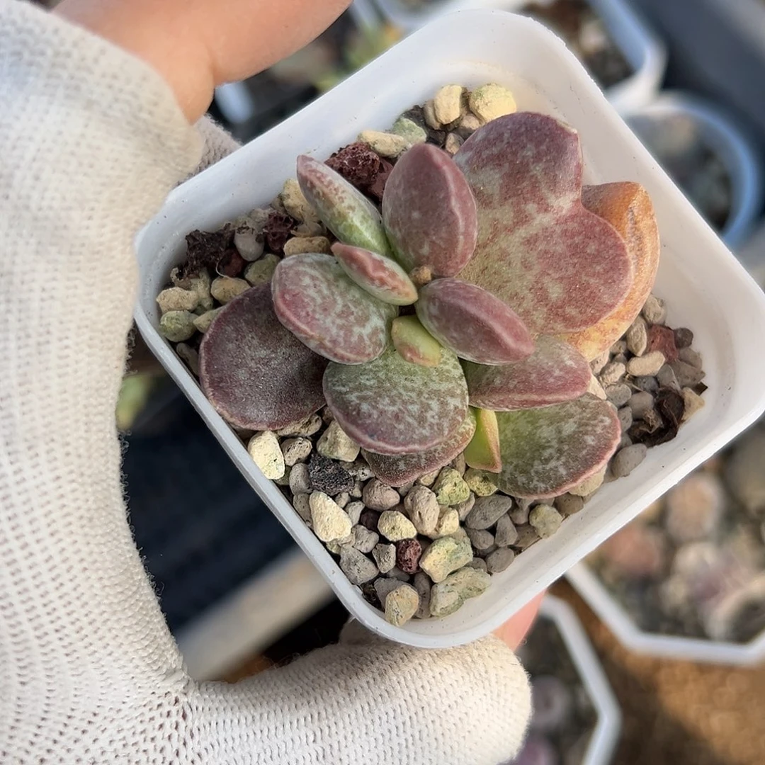 DVD哦哦哦中央音乐学院中文系