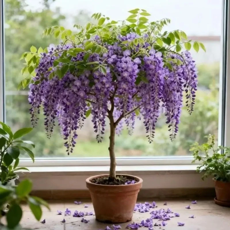 紫藤花盆栽树苗花卉盆景阳台庭院绿植物浓香花卉耐寒耐热四季开花