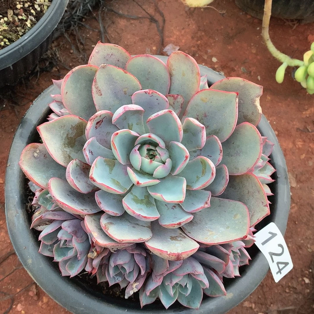 124赫拉一物一拍多肉