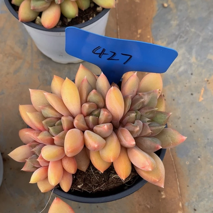 读too自己误72737373727