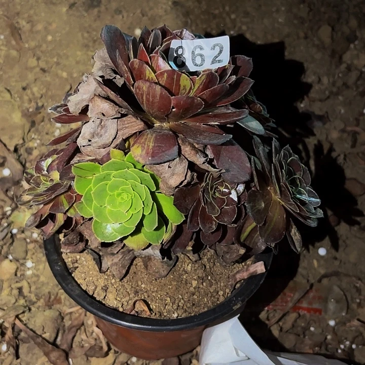 862花花公子多肉植物