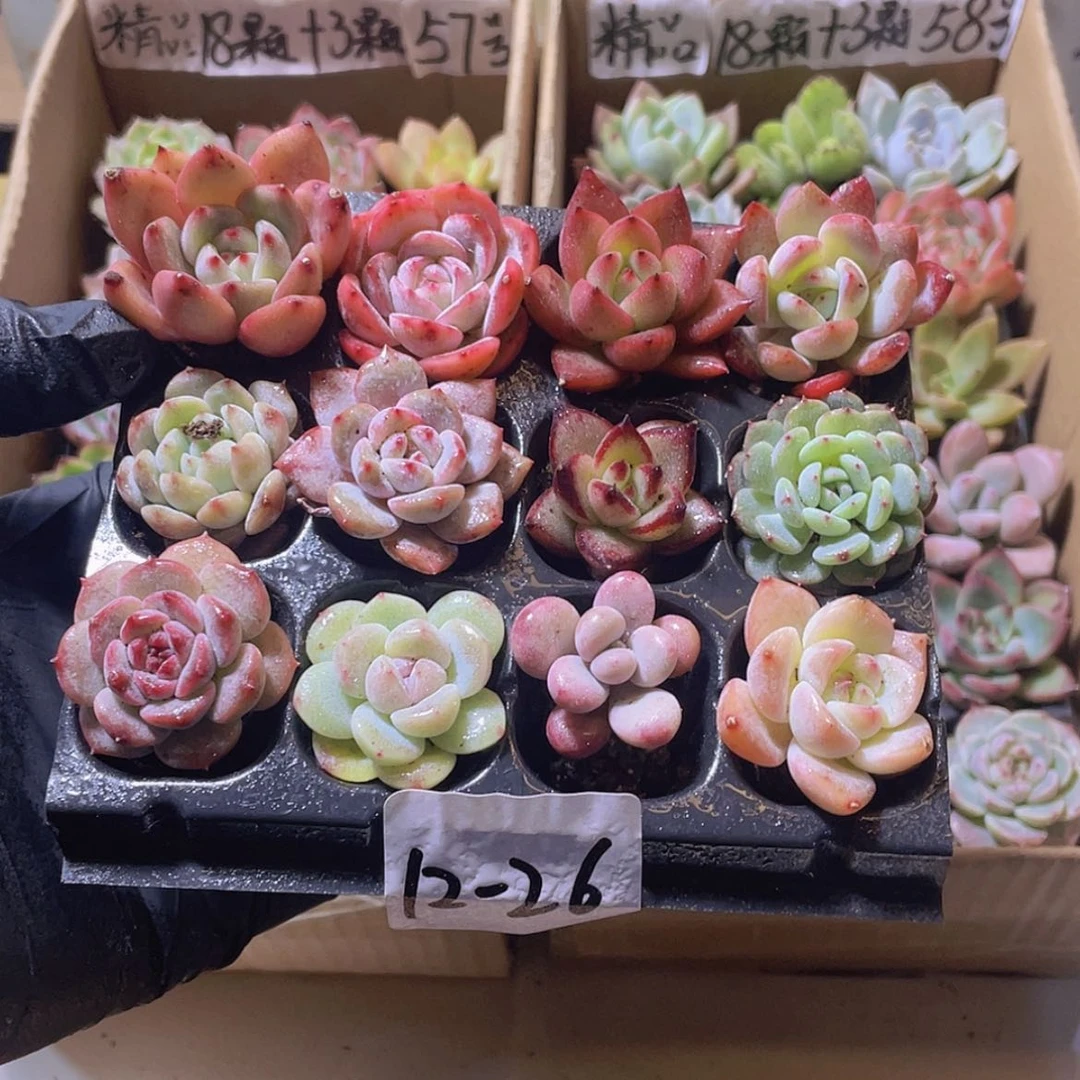 【闪购商品】12颗-26号约2-3厘米