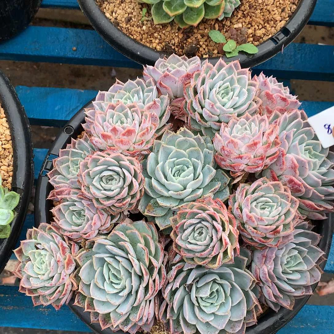 墨西哥雪球一物一拍8-6