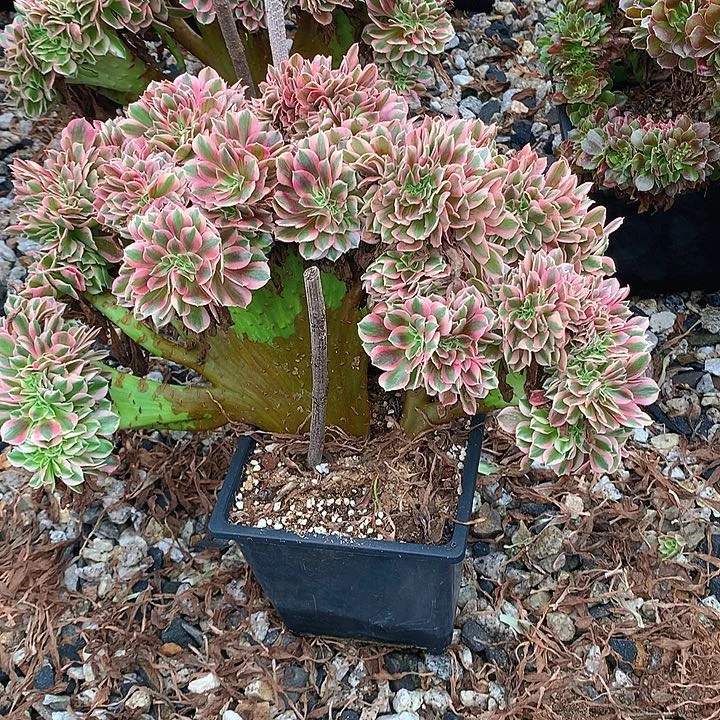 女巫朵朵脱土发货啊