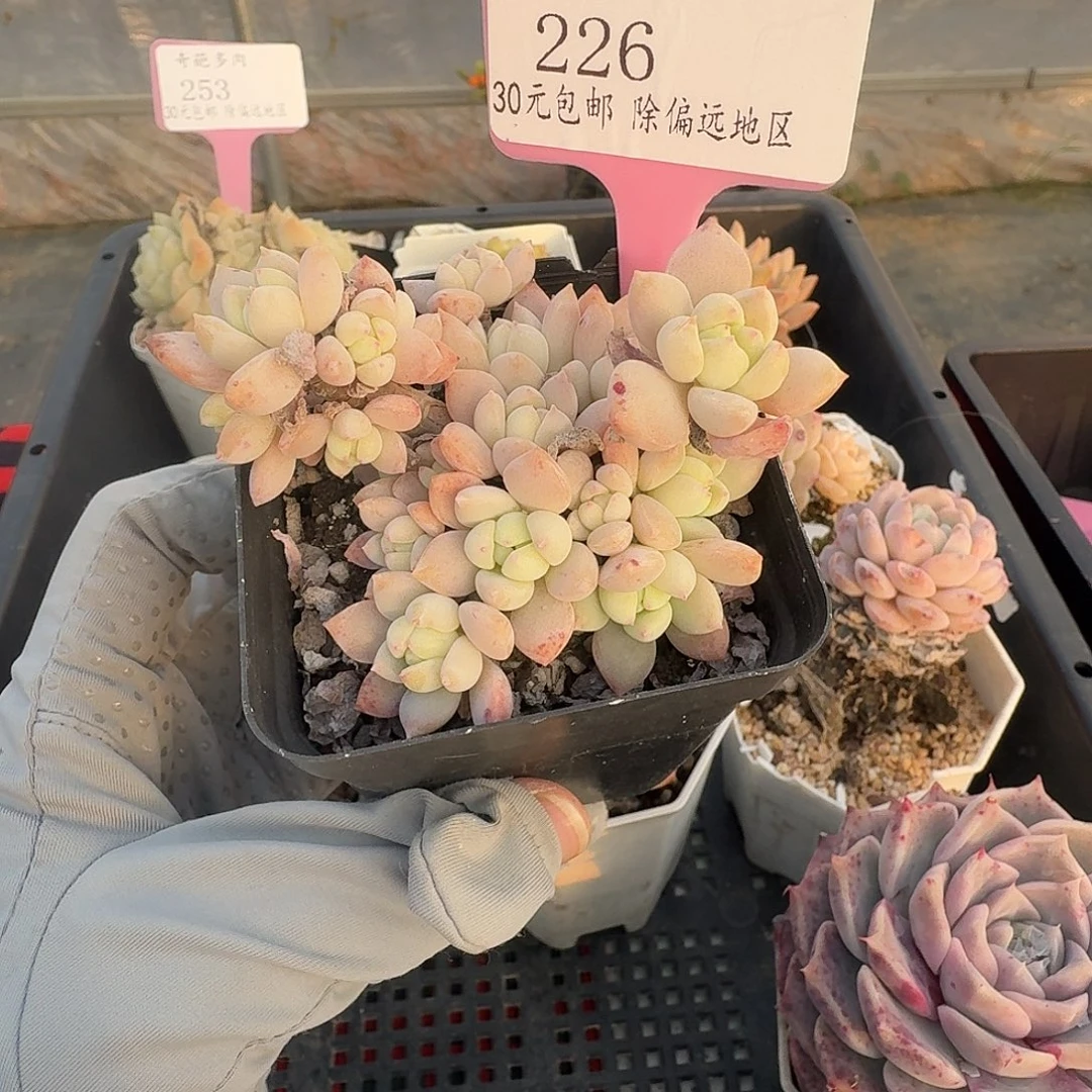 226 脱土 群生不包整 30元包邮非偏远