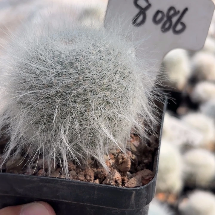 杜***安8086毛毛雪猿玉翁