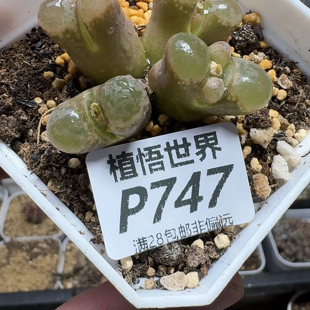 多人hjjk的人生frzwfvb