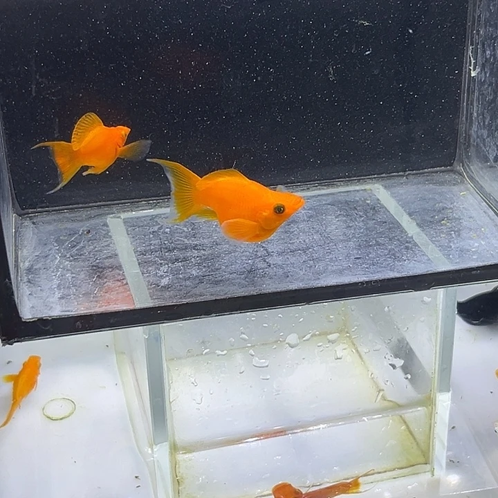 老***牟海水鱼精品燕尾金球一对