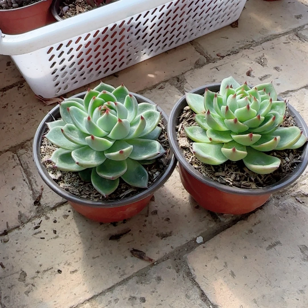 无花朵蓝龙大单头