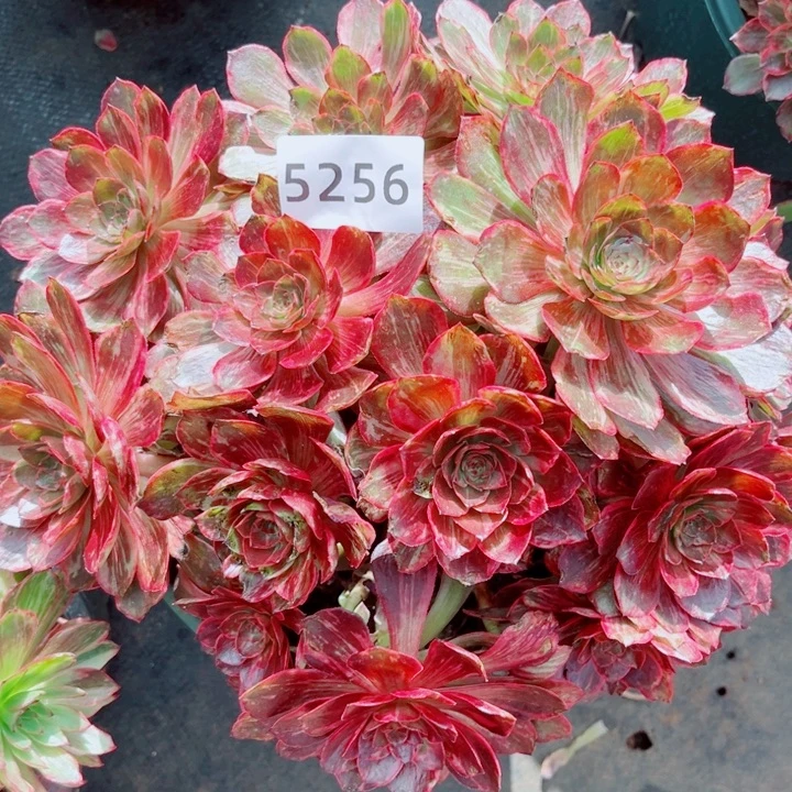 新品半夏特价多肉