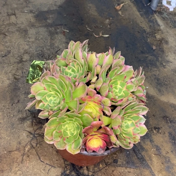 海鲜多肉植物68。