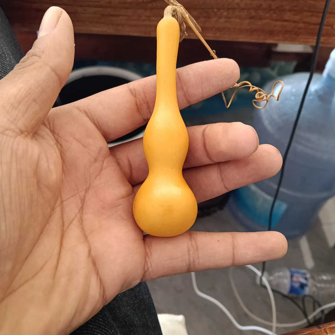 文玩天然小葫芦带龙头适合盘玩可当车挂包挂摆件