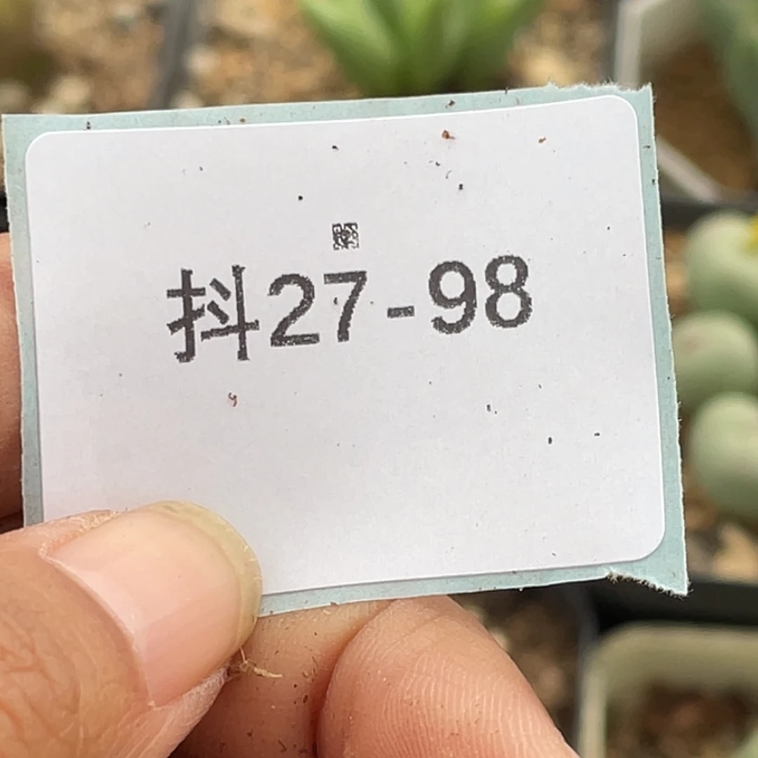 水***冻27-98肉锥多肉植物