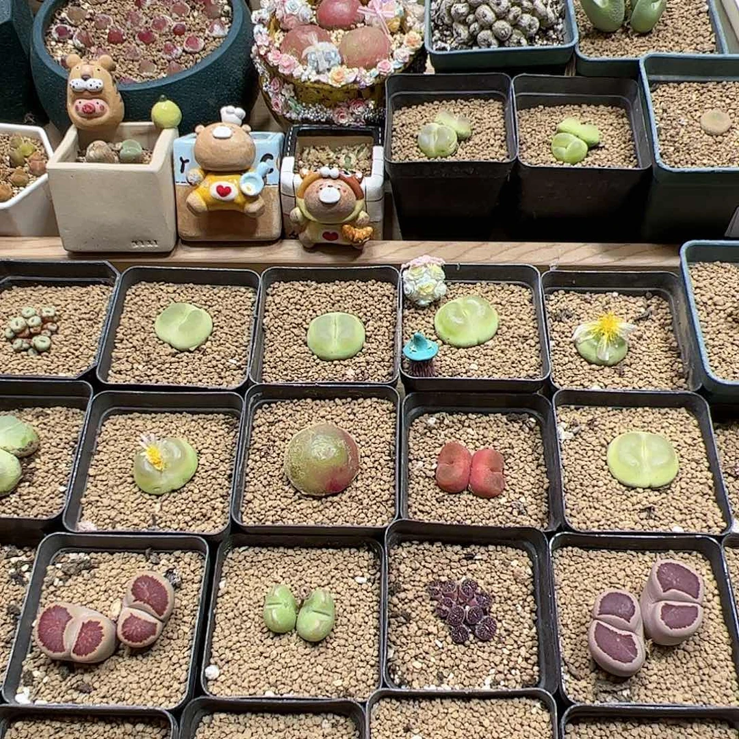 【闪购商品】100元盲拍