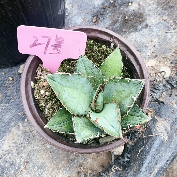 【闪购商品】无花朵龙舌兰绿肌仁王冠