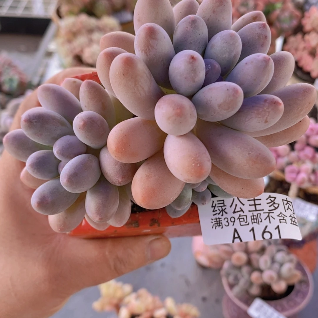 汤圆8cm161多肉植物