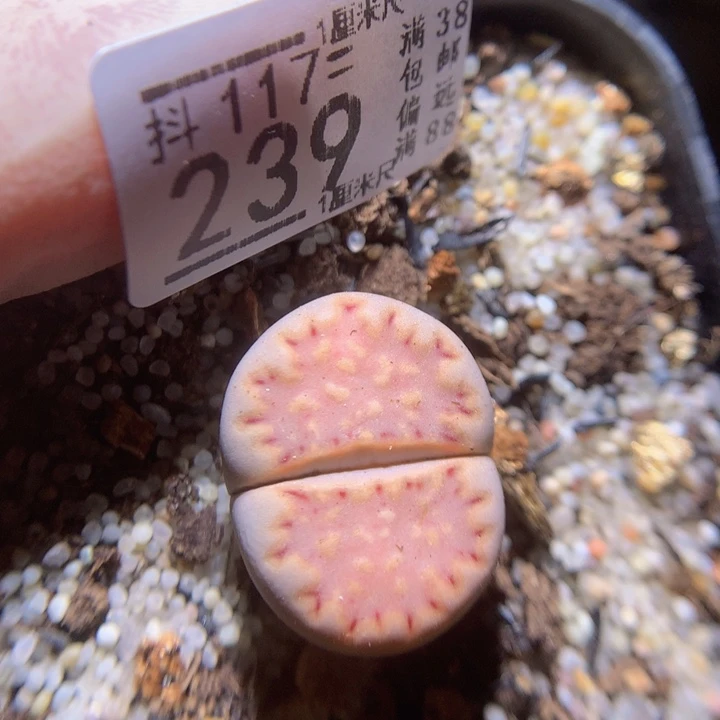 精品生石花117.239