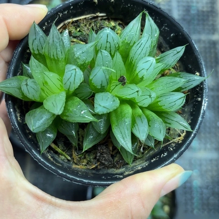 母本西亚基多肉植物