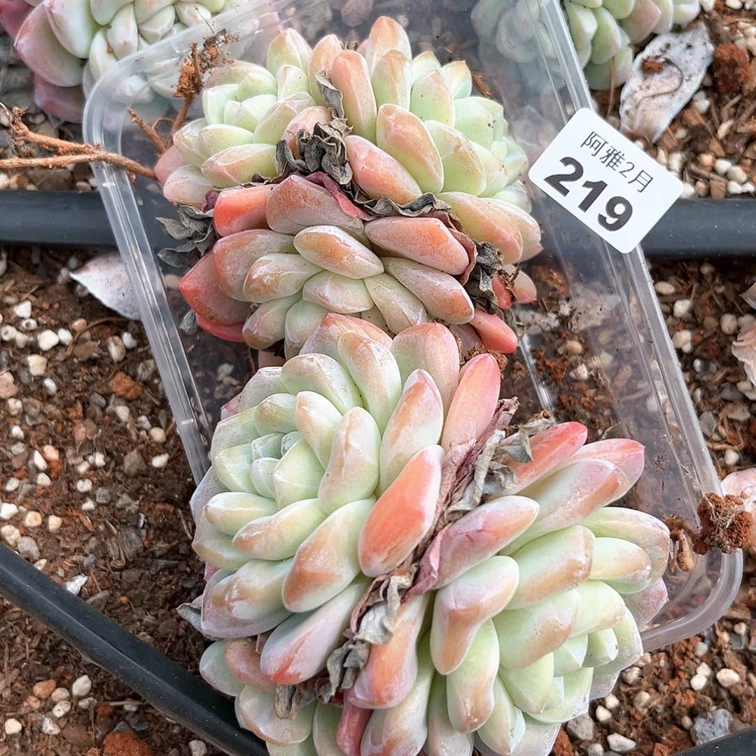 带桩发货。      219