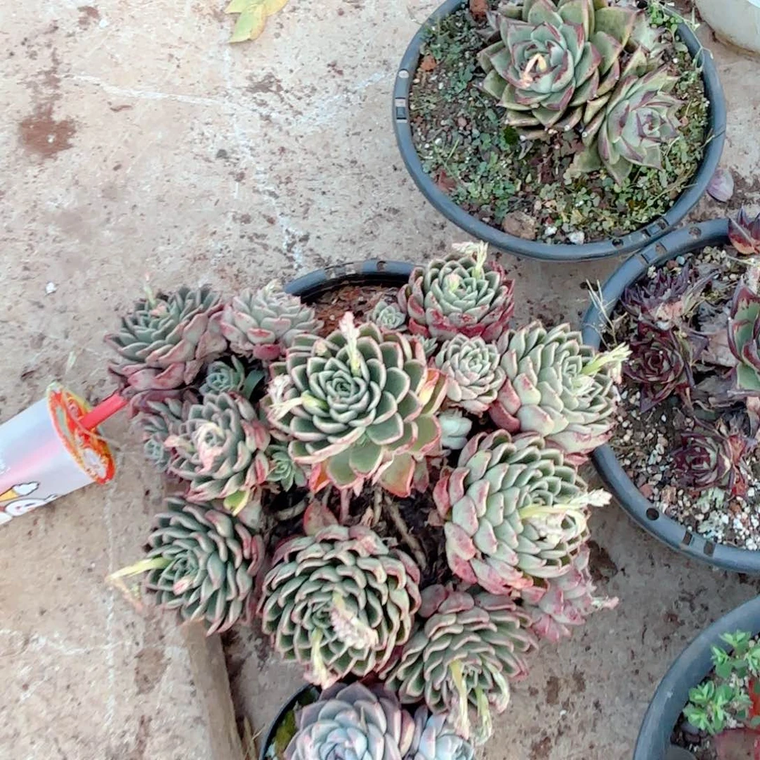 玉杯东云。  28。