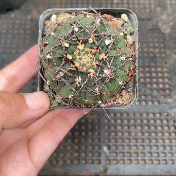 107裸鄂杂 仙人球 4cm左右