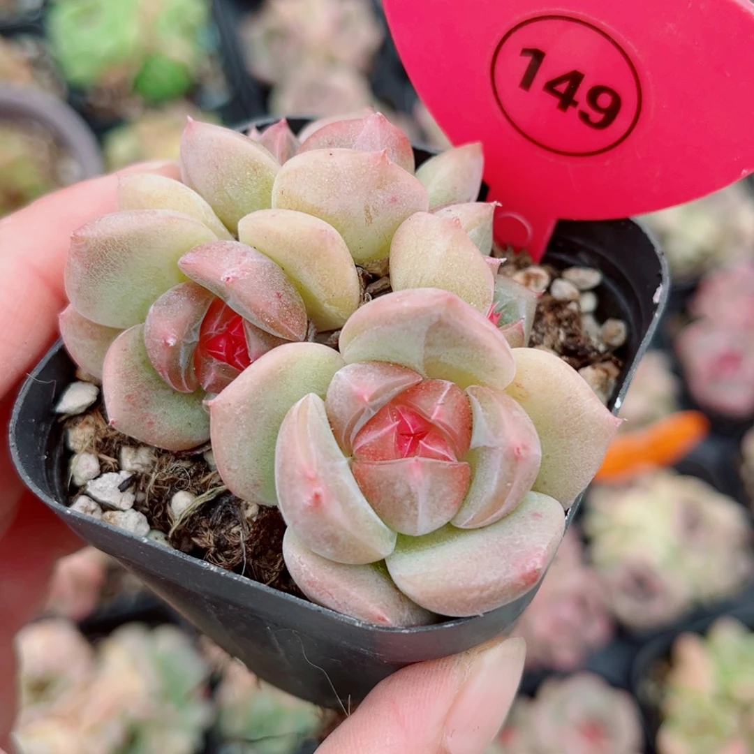 149号小老桩珍妮群