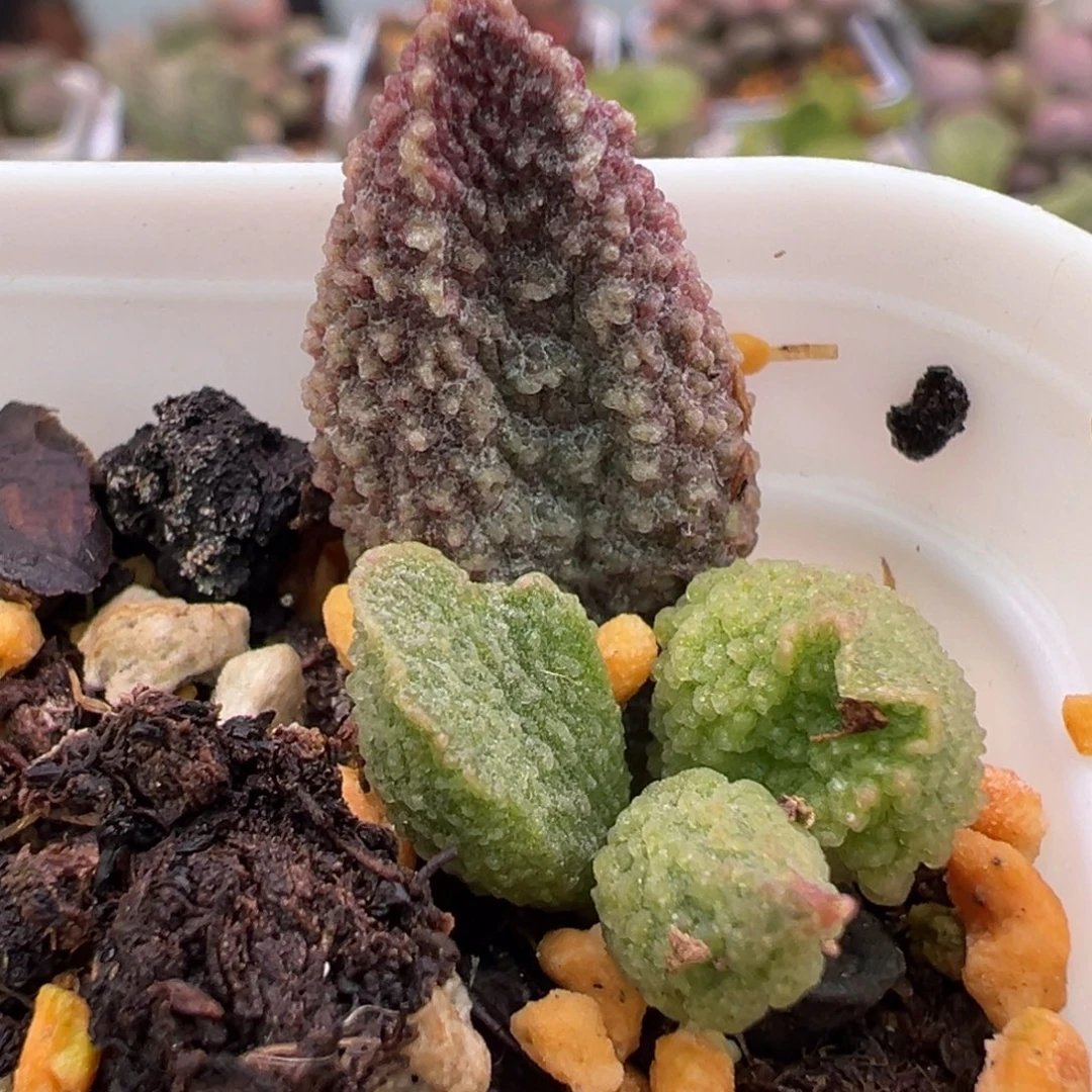 实生新品大苗多肉植物