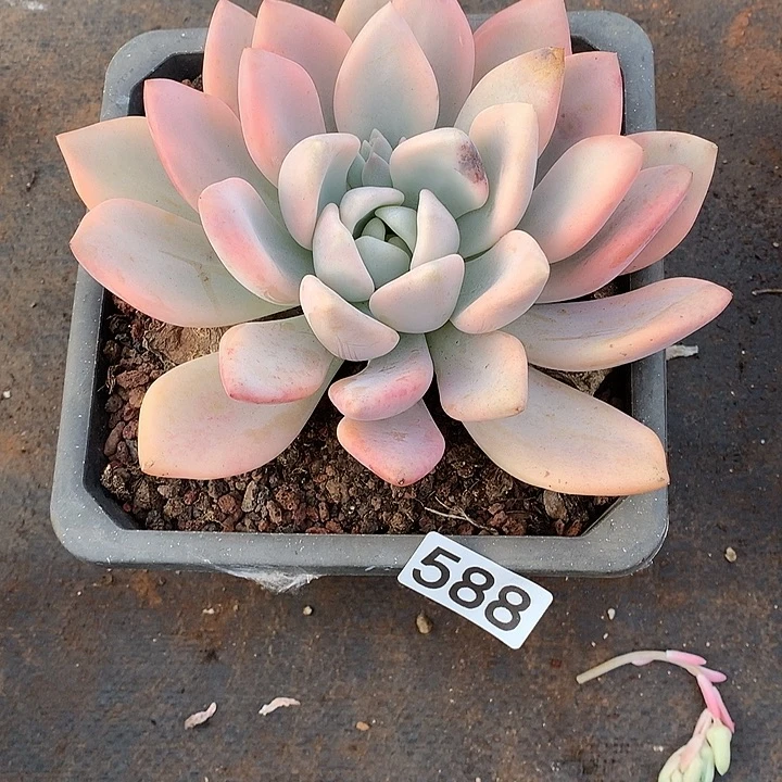 588奥普锦 一物一拍多肉