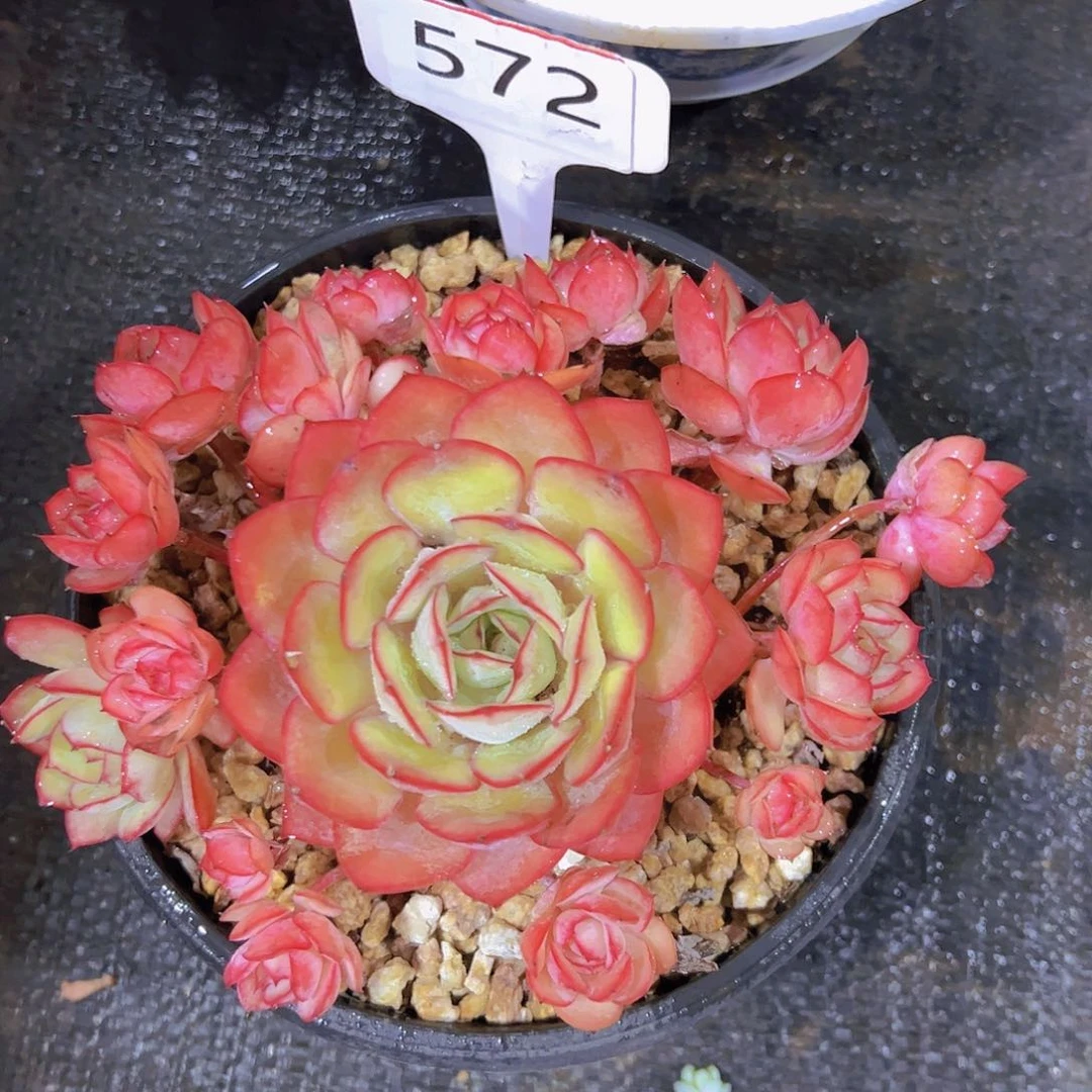 郑****o572牡丹亭58元元