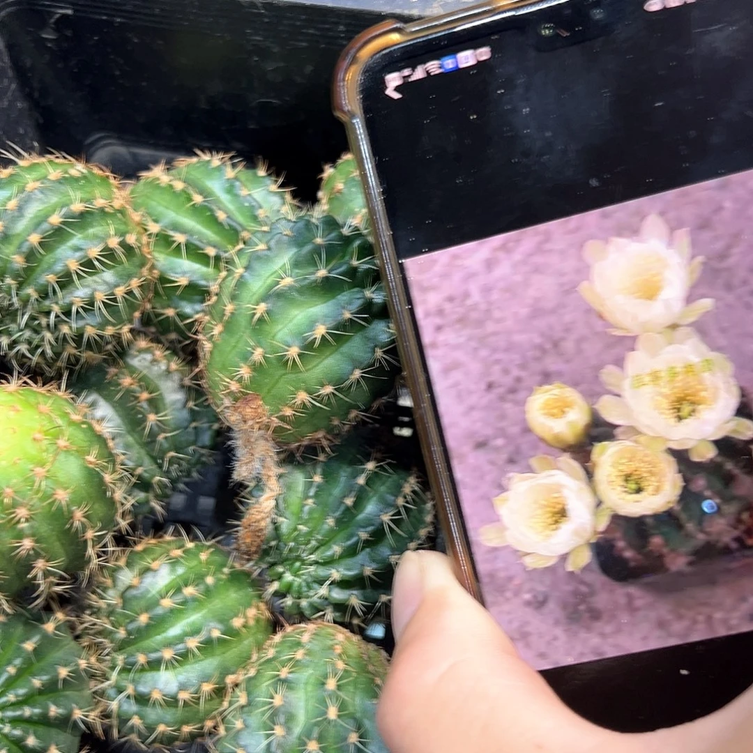 白荷花丽花属侧芽一颗
