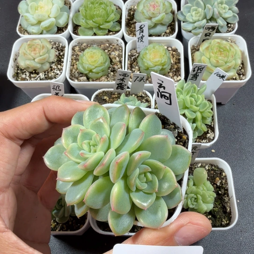 云间双头一物一拍188