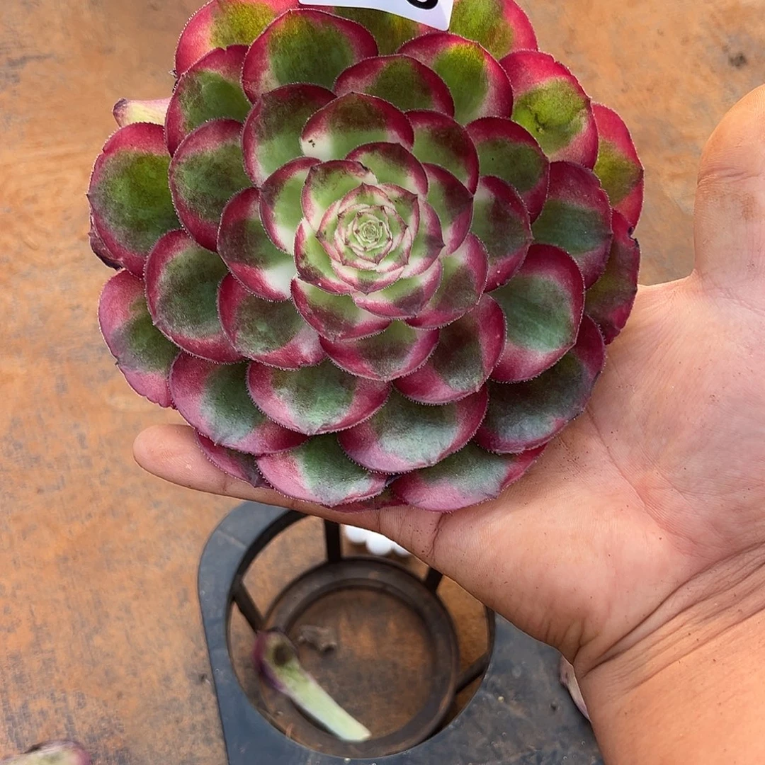 海***牙精品多肉植物478鸿运