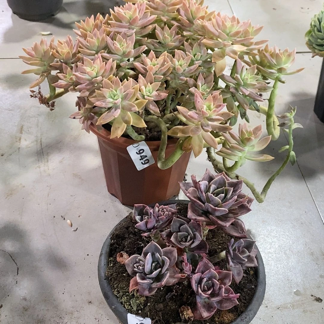 流*飞946旭赫949橙色恋人