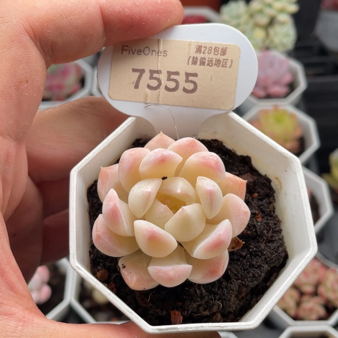 白桃汽水7555-4.5厘米