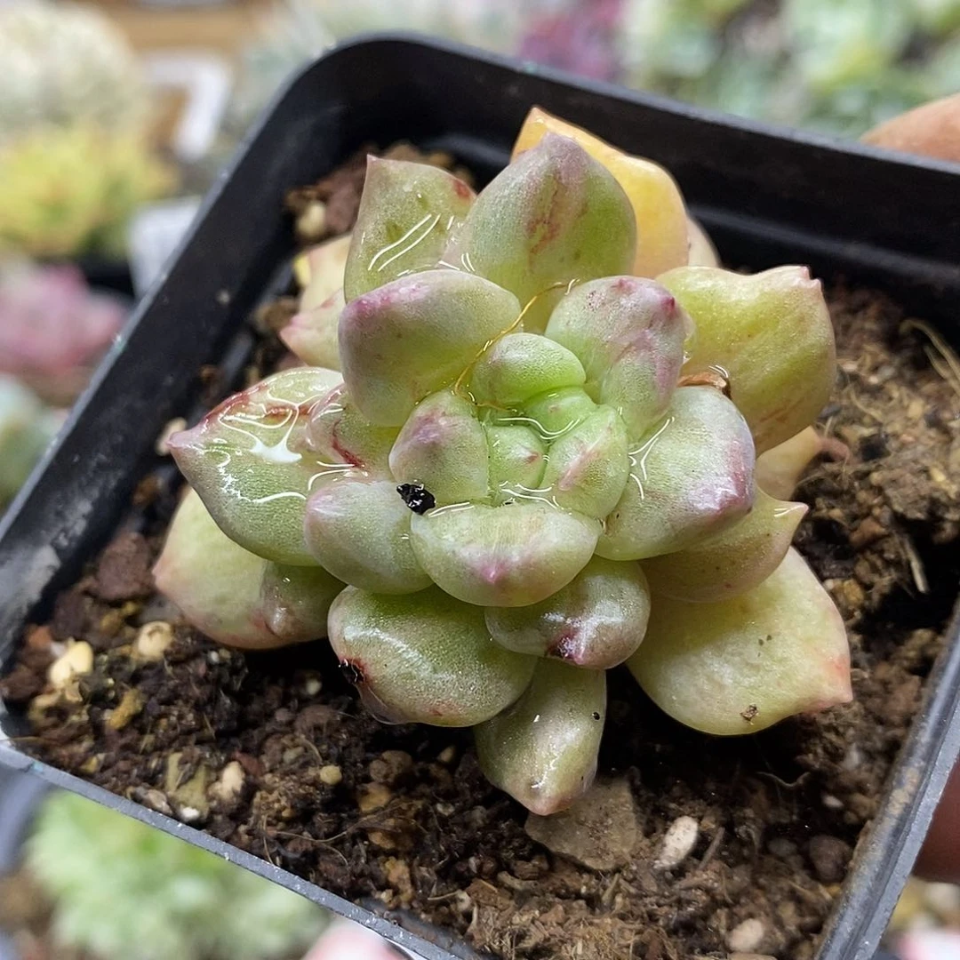 2327 璀璨石化多肉