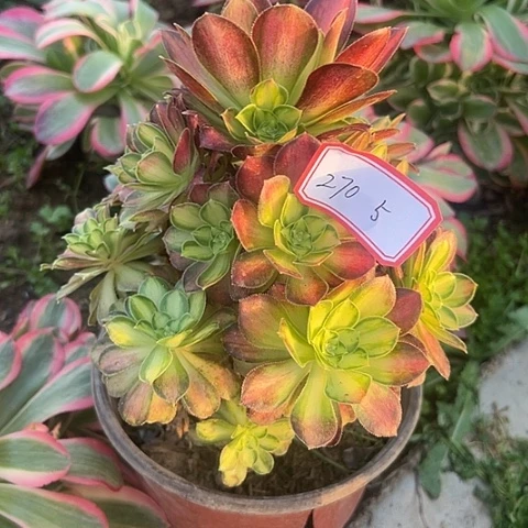多肉植物韶华270